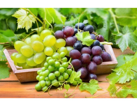 Весенняя подкормка винограда Весенняя подкормка винограда