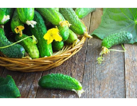 Как вырастить отличные огурцы: секреты ухода за рассадой Как вырастить отличные огурцы: секреты ухода за рассадой