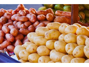 Выбираем сорт картофеля для посадки весной