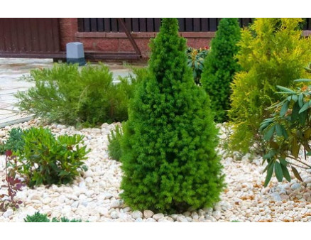 Выбираем удобрения для хвойников