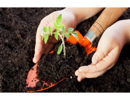 Выбираем и готовим почву для рассады томатов