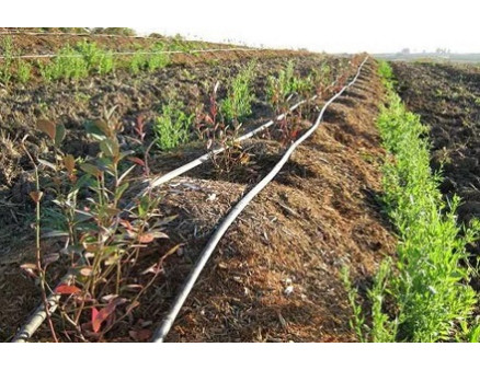 Особенности использования субстрата для выращивания голубики Особенности использования субстрата для выращивания голубики