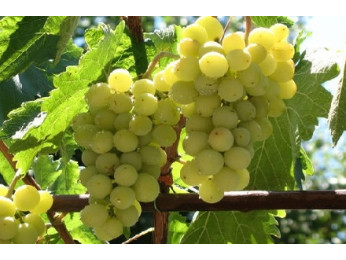 Інструкція по вирощуванню винограду