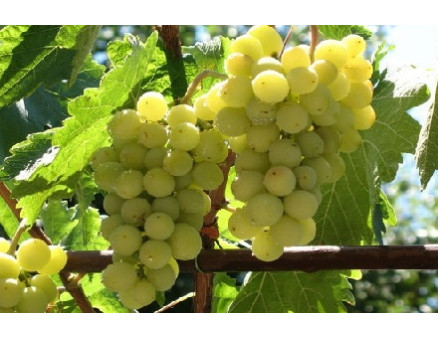 Руководство по выращиванию винограда Руководство по выращиванию винограда