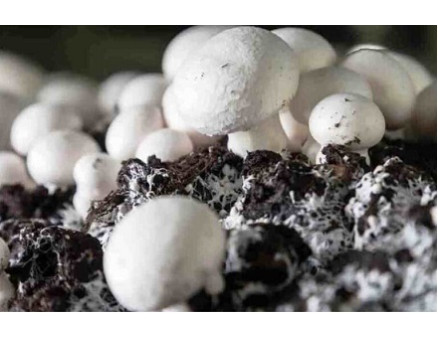 Выращивание грибов из мицелия