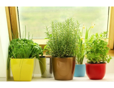 ТОП 10 видов зелени для выращивания на подоконнике