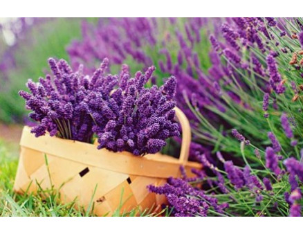 Выращивание лаванды на клумбе, что нужно знать о растении?