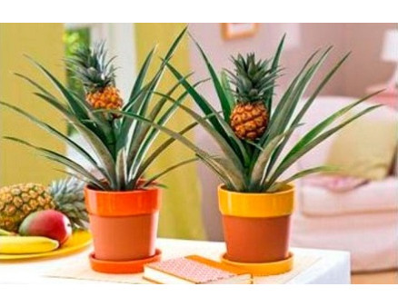 Выращивание ананаса в домашних условиях Выращивание ананаса в домашних условиях
