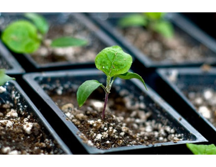 Выращивание рассады баклажанов дома. Как правильно это сделать?