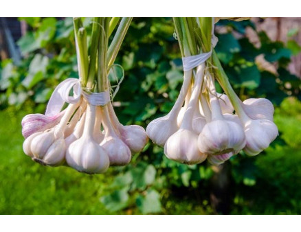 Выращивание чеснока - идея для бизнеса в селе Выращивание чеснока - идея для бизнеса в селе