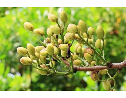 Выращивание фисташки в Украине Выращивание фисташки в Украине