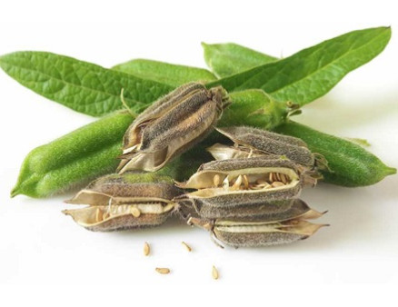 Изучаем особенности выращивания кунжута