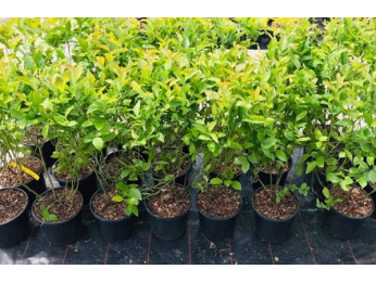 Выращивание голубики в контейнерах: особенности и нюансы