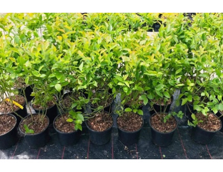 Выращивание голубики в контейнерах: особенности и нюансы Выращивание голубики в контейнерах: особенности и нюансы