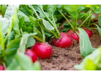 Вирощування редиски під парником навесні