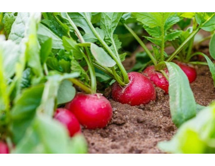 Выращивание редиса под парником весной Выращивание редиса под парником весной