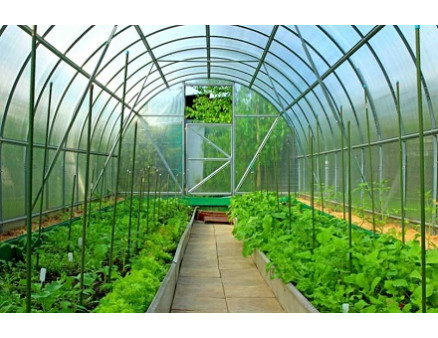 Вирощування рослин в теплиці: з чого краще почати новачкам? Вирощування рослин в теплиці: з чого краще почати новачкам?