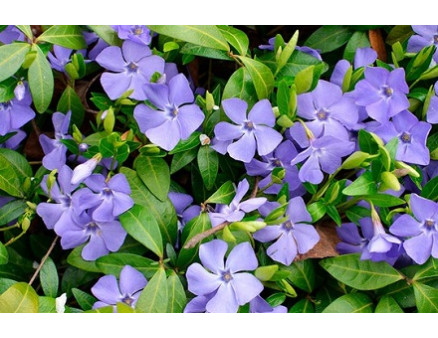 Выращивание барвинка: особенности посадки и ухода