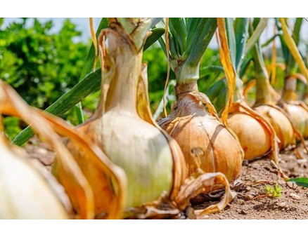 Выращивание лука как идея для бизнеса Выращивание лука как идея для бизнеса