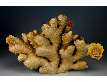 Выращивание имбиря в домашних условиях: раскрываем все секреты