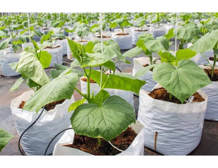 Выращивание огурцов в мешках в начале осени