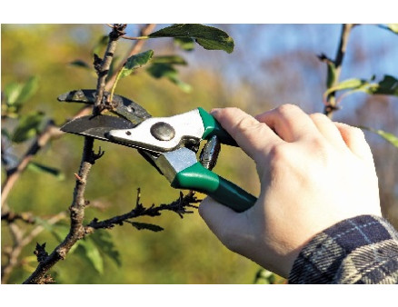 Как правильно провести обрезку вишневого дерева в начале весны? Как правильно провести обрезку вишневого дерева в начале весны?