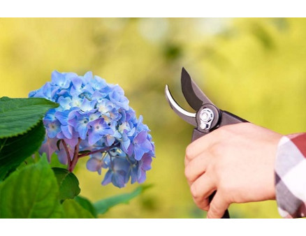 Какая обрезка необходима гортензии для улучшения ее вида? Какая обрезка необходима гортензии для улучшения ее вида?