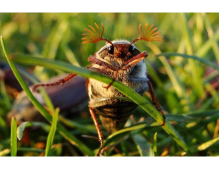 Как эффективно бороться с личинками майского жука Как эффективно бороться с личинками майского жука