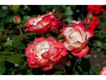 Как ухаживать за чайно-гибридными розами?