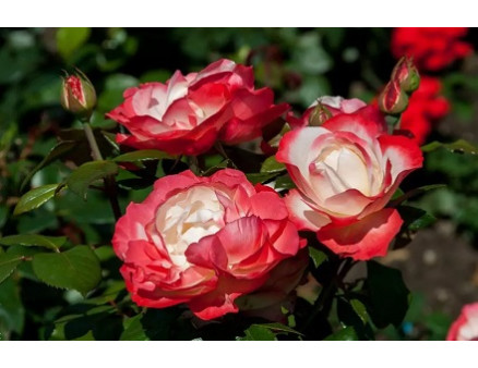 Как ухаживать за чайно-гибридными розами?