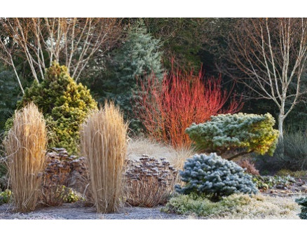 Как правильно заниматься уходом за садом в зимнее время