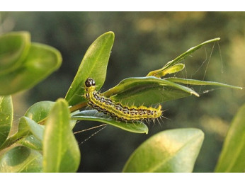 Как помочь самшиту восстановиться после огневки?