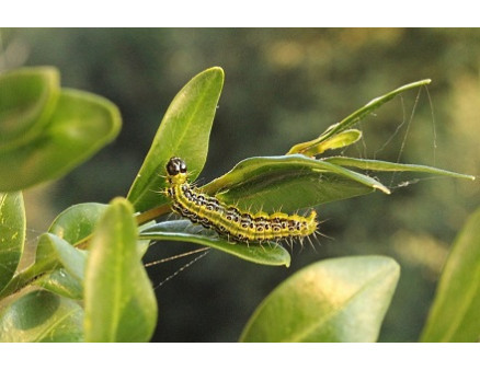 Как помочь самшиту восстановиться после огневки?