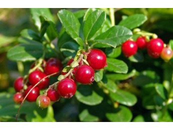 Как болезни и вредители угрожают бруснике?