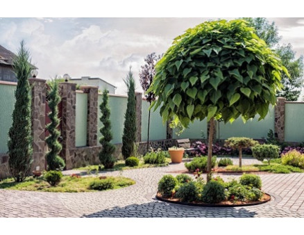 Какие деревья быстро растут в условиях украинского климата?