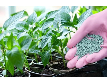 Какие удобрения нужны для рассады? Какие удобрения нужны для рассады?