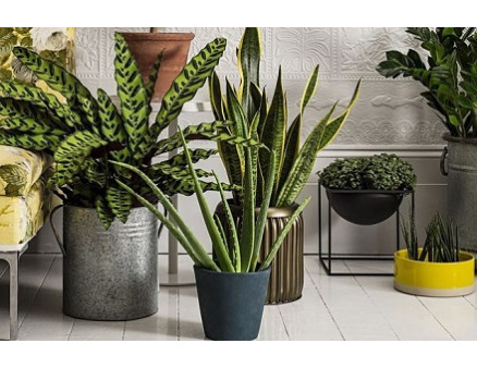 Какие комнатные растения можно держать в спальне?