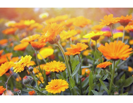 Какие цветочные культуры неприхотливы в уходе 