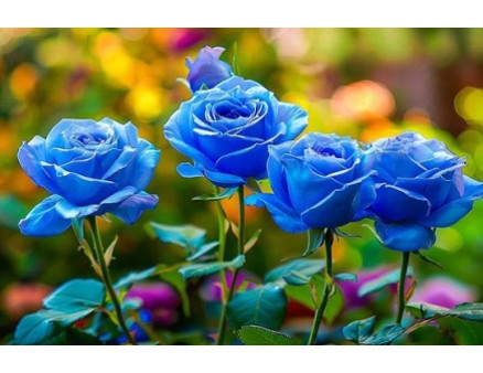 Какие цветы посадить на солнечной стороне?