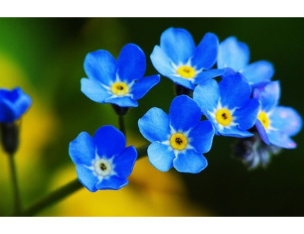 Какие цветы посадить в затененном цветнике?