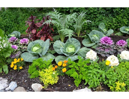 Какие культуры посадить рядом с капустой?