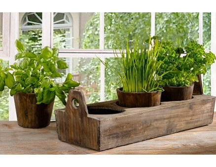 Какие растения можно вырастить дома? Что лучше подойдет для украинских квартир?