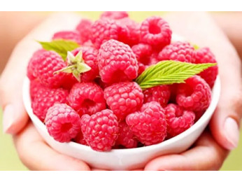 Какие сорта малины посадить осенью 2025 года? Топ-9 лучших вариантов