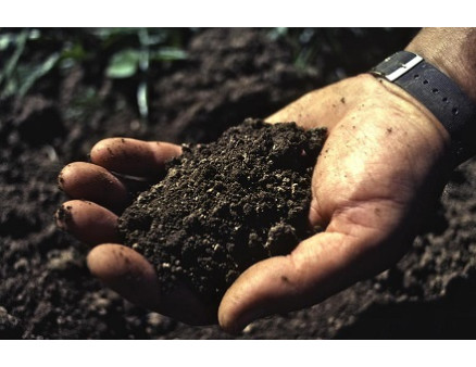 Какие бывают виды торфа и какие особенности их применения Какие бывают виды торфа и какие особенности их применения