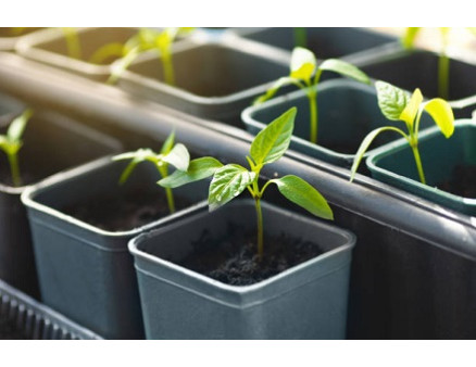 Як купити справді якісну розсаду на ринку?