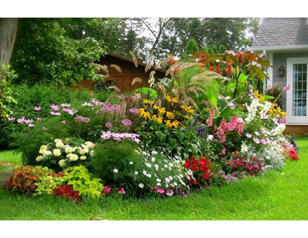 Как организовать цветник непрерывного цветения? Как организовать цветник непрерывного цветения?