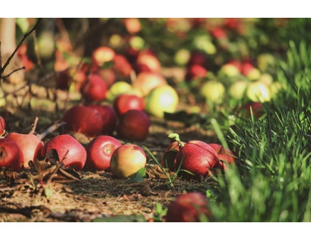 Как переработать битые и порченые яблоки 