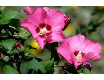 Как подготовить гибискус к зимовке?