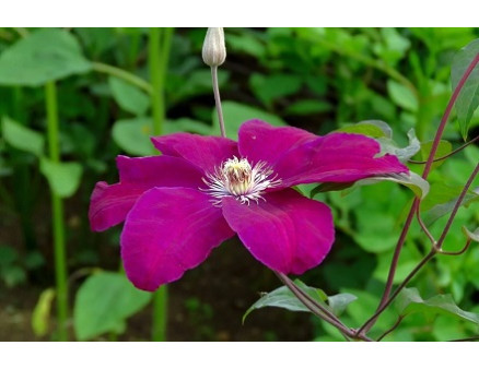 Как правильно подготовить клематисы к зиме?