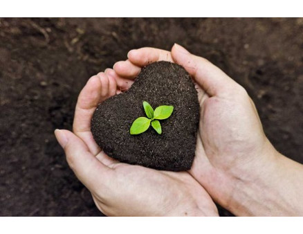 Осінні турботи. Як покращити родючість грунту?